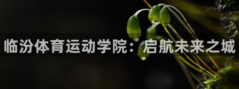 必威betway西汉姆联