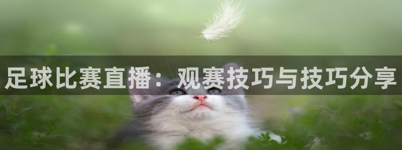 足球比赛直播：观赛技巧与技巧分享